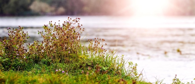 Grass and wild flowers on the river bank in sunny weather