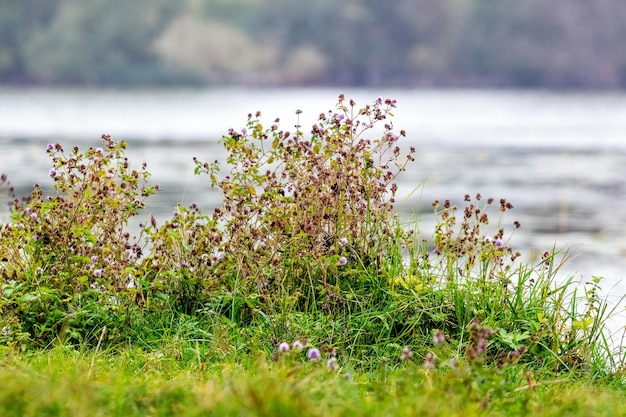 Grass and wild flowers on the river bank