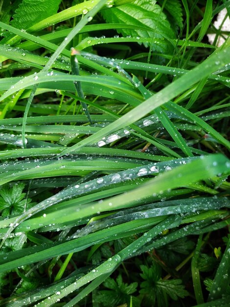 Grass with raindrops