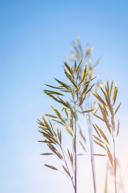 Grass with seeds against the sky