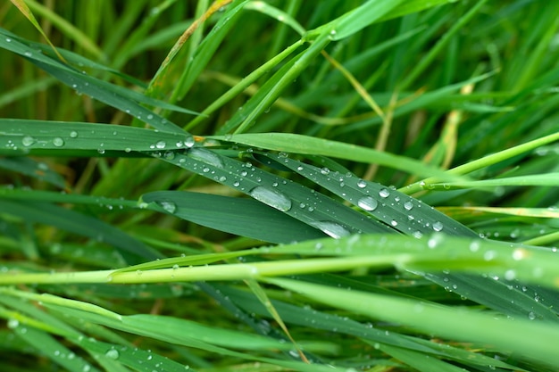 Grass with water drops