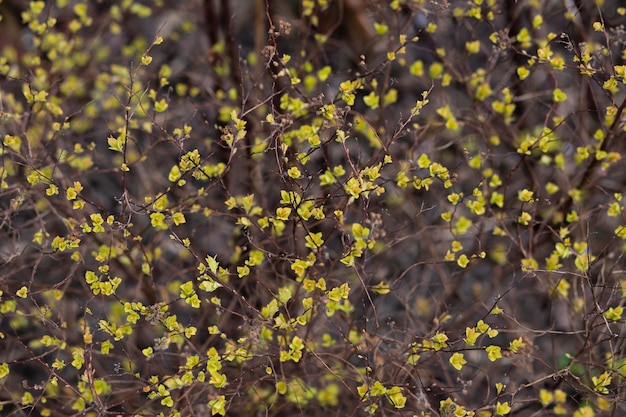 grass with yellow flower