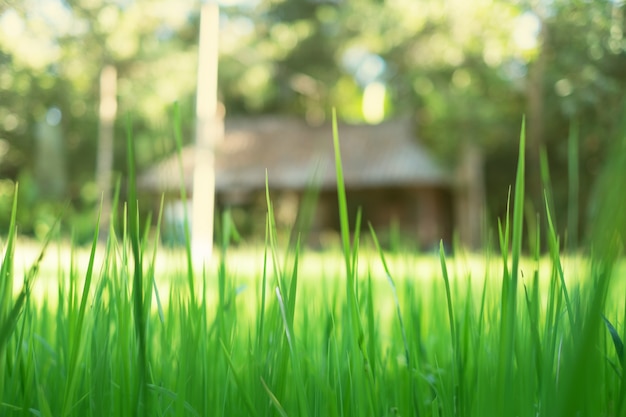 Photo the grass yard with green color and warm light background