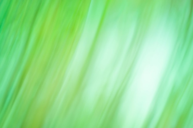 Grasses in the meadow blurred background Green blurred background and sunlight