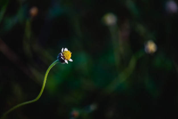 A grassflower with dark green background