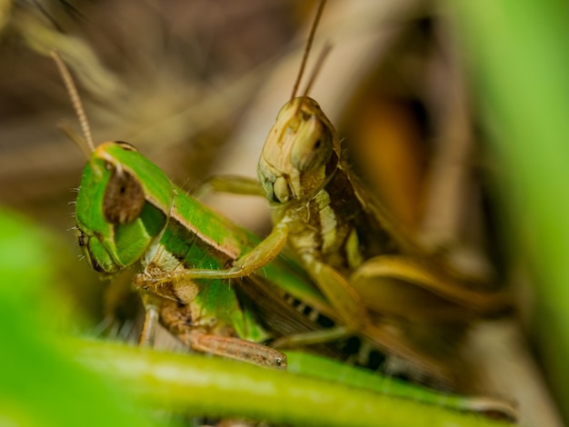 grasshoper breeding 