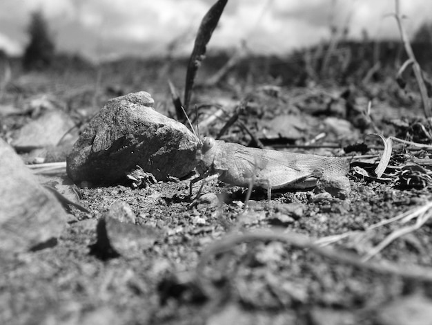 Photo grasshopper close macro view background insect in the natural habitat black and white monochrome grayscale photo