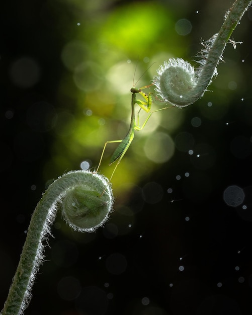 grasshopper on fern leaf at spring time