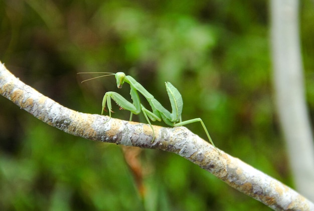 a grasshopper is on a branch with the word grass on it