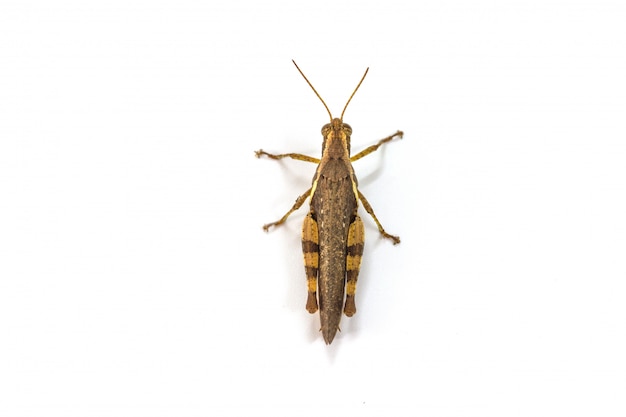 Photo grasshopper isolated on white background