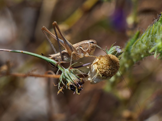 Grasshopper in its natural environment