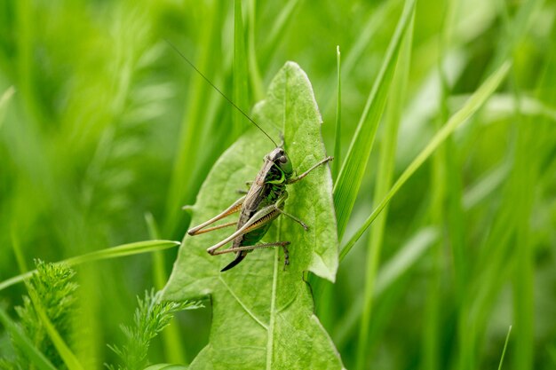 Grasshopper on the leaf of grass close up. Green grasshopper. Macro Photo of a Grasshopper.