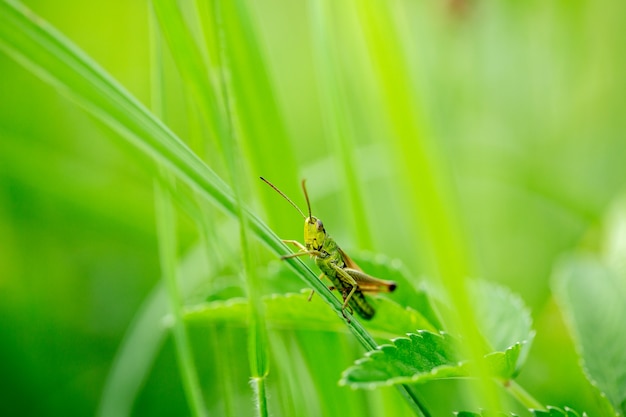 Grasshopper on the leaf of grass close up. Green grasshopper. Macro Photo of a Grasshopper.