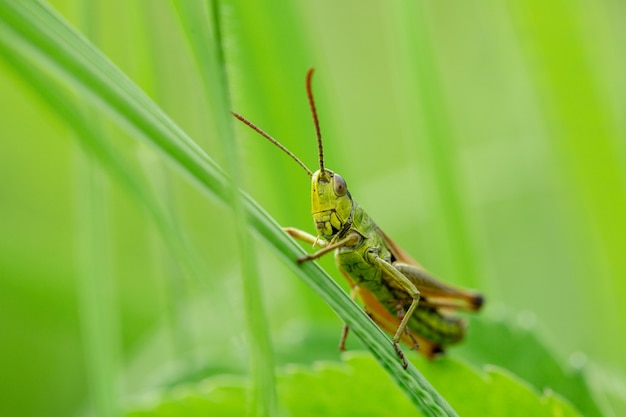 Grasshopper on the leaf of grass close up. Green grasshopper. Macro Photo of a Grasshopper.