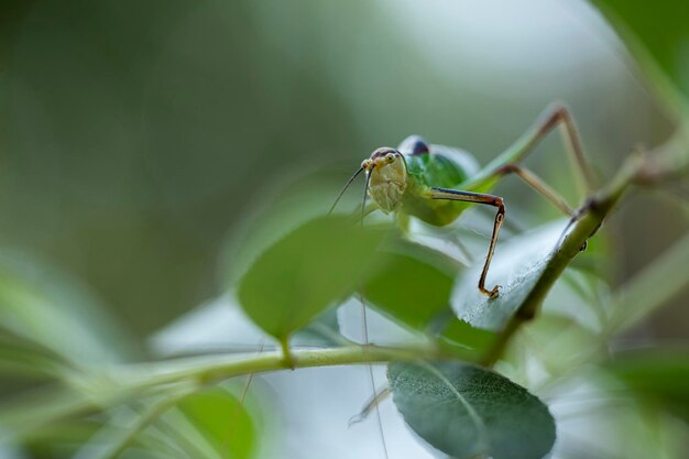 Photo grasshopper on a leaf