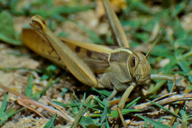 Grasshopper or locust in a soil with grass and soil