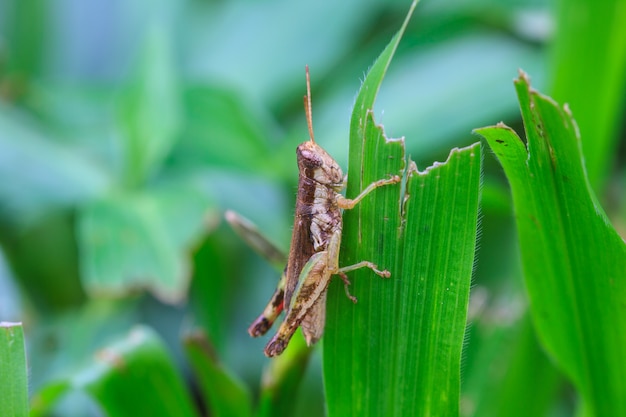 Grasshopper perching on a leaf