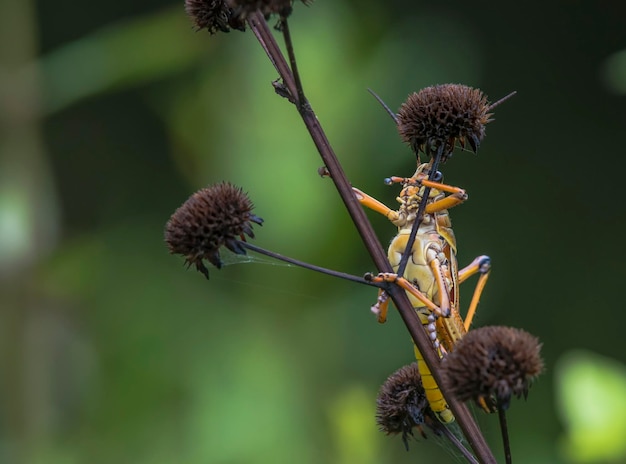 A grasshopper sits on a plant with a green background.