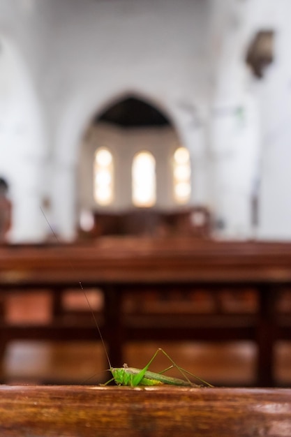 Grasshopper sitting on bench in church