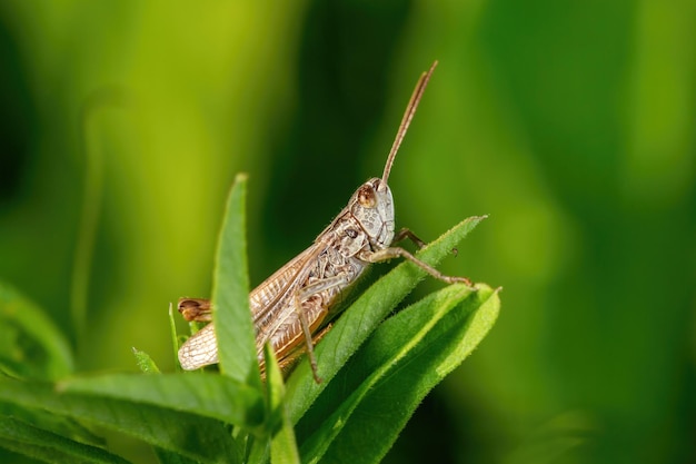 Grasshopper sitting on a green leaf macro photography