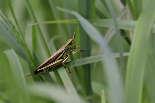 grasshopper sitting on a leaf