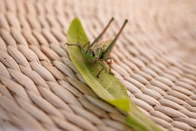 Grasshopper species on leaf green leaves to sit Grasshopper species garden Grasshopper