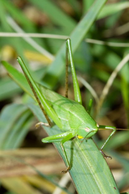 grasshopper on a stalk of grass