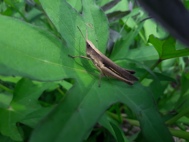 Grasshopper valanga nigricornis on the leaves