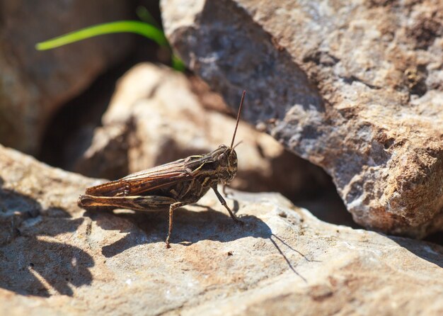 Grasshopper