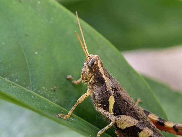 Grasshoppers are a group of insects belonging to the suborder Caelifera