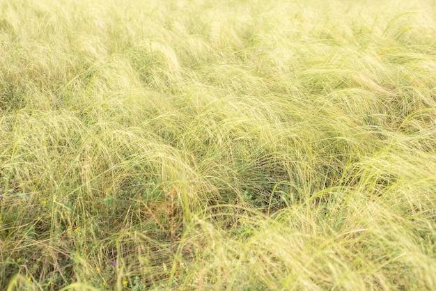 Grassland background yellow grass in the field landscape rustic