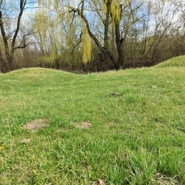 A grassy area with a willow tree in the background.