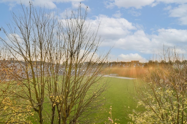 A grassy field with a lake and some trees