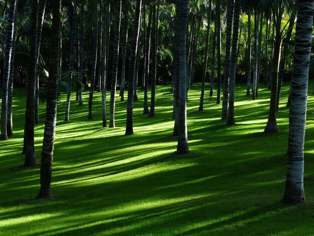 A grassy field with palm trees and the sun shining on it.