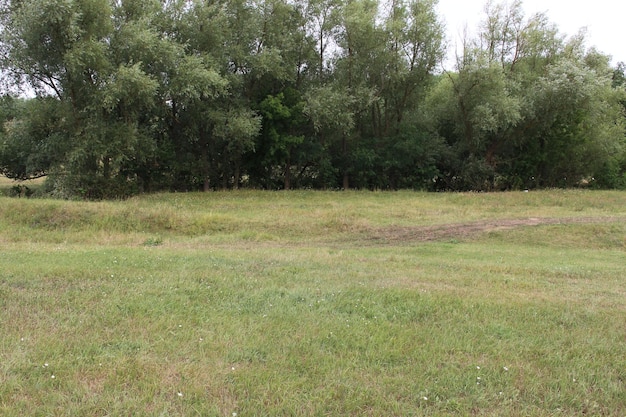 Photo a grassy field with trees in the background