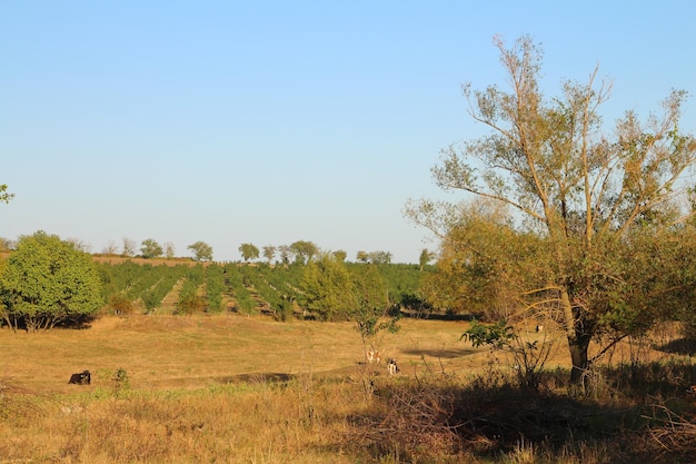 Photo a grassy field with trees