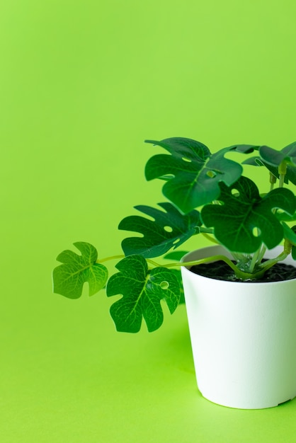 Grassy green plastic plant in pots on green