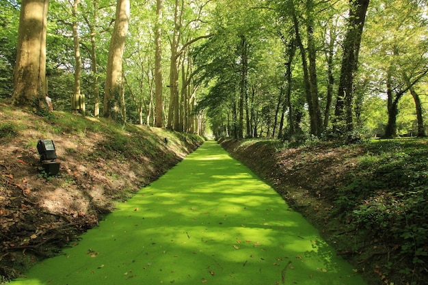 Grassy river channel in the vicinity of the castle of Chenonceau, France.