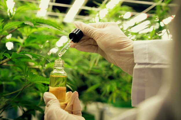 Gratifying cannabis plant inside indoor farm and scientist inspecting CBD oil