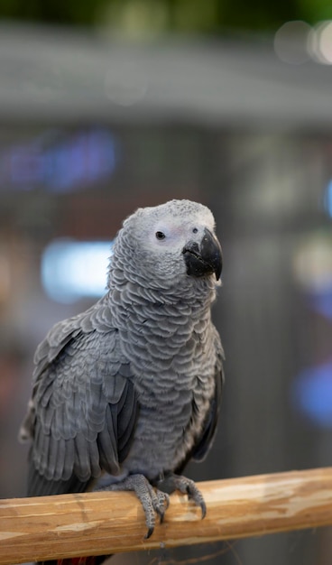 A gray African parrot perched on a log