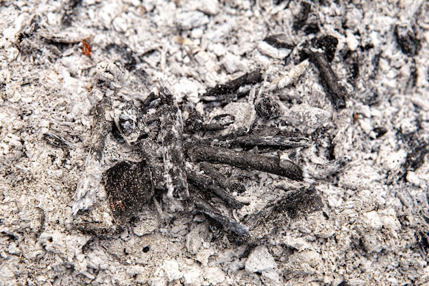 Gray ash pile after fire