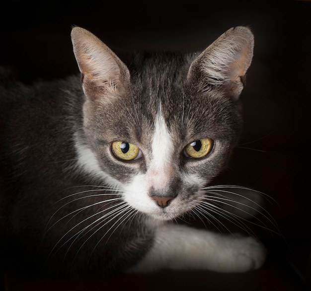 Gray beautiful cat in the house natural photo