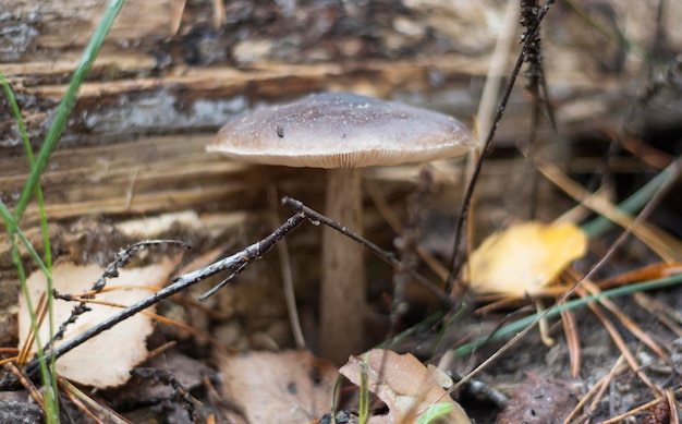 A gray beautiful forest mushroom growing near a rotten tree