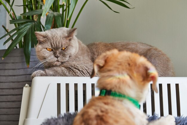 A gray British cat and a cute ginger puppy out of focus in front