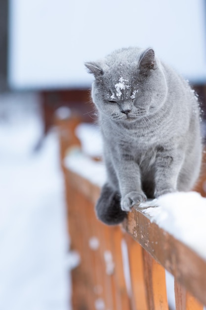 Photo a gray british cat sits on the railing of a country house outdoors in frosty winter