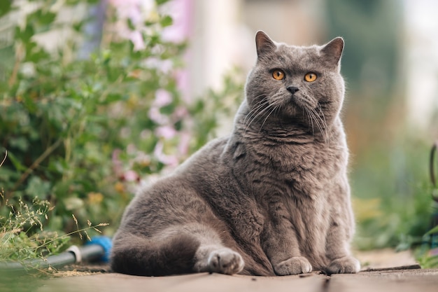 A gray British cat sits on a wooden sidewalk near a flower bed with greenery.