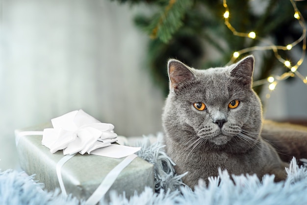 Gray british cat with Christmas gifts on Holiday theme