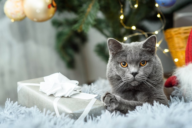 Gray british cat with Christmas gifts on Holiday theme