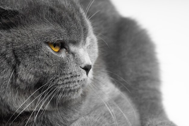 Gray british shorthair cat with beautiful eyes on a white background