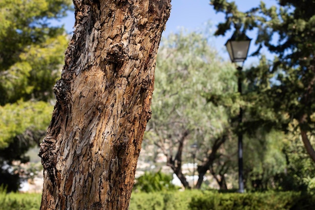 Gray and brown wood texture on green park background Copy space